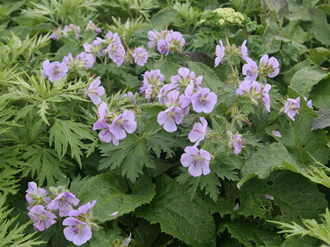 Geranium erianthum