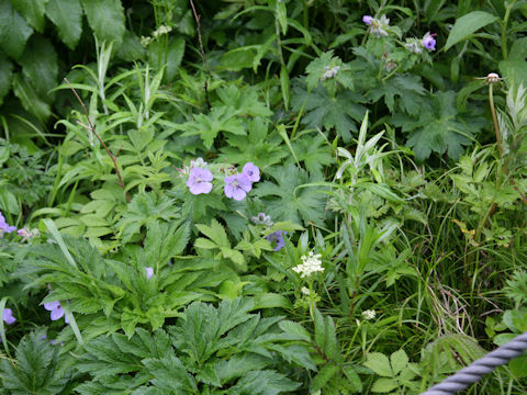 Geranium erianthum