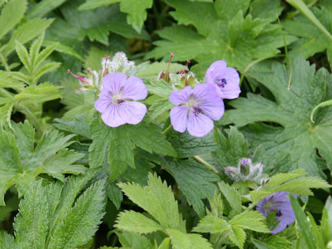 Geranium erianthum