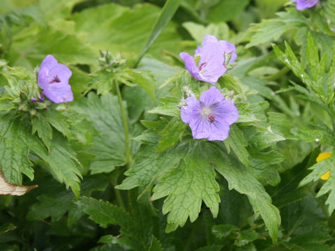 Geranium erianthum