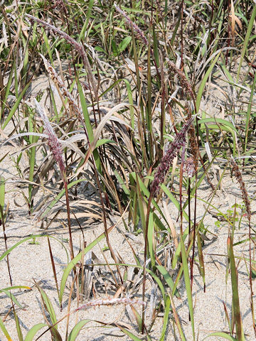 Imperata cylindrica var. koenigii