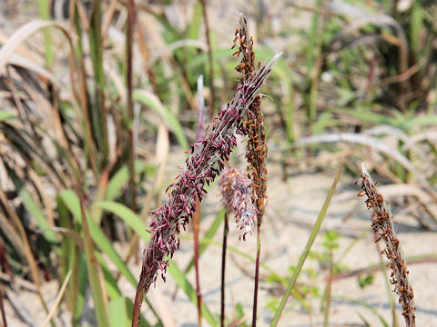 Imperata cylindrica var. koenigii