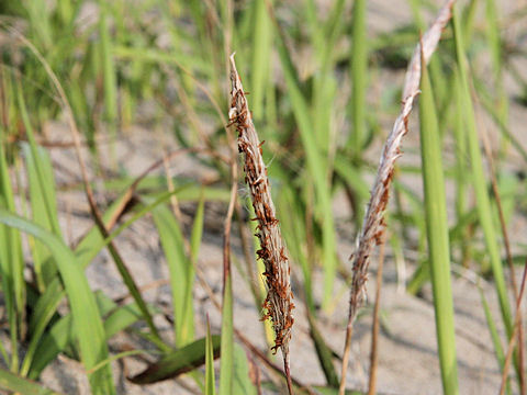 Imperata cylindrica var. koenigii