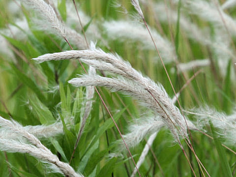 Imperata cylindrica var. koenigii