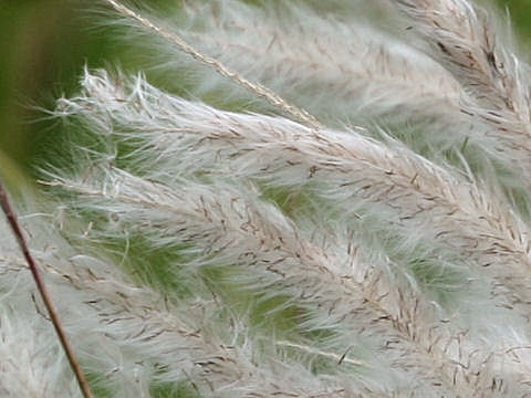 Imperata cylindrica var. koenigii