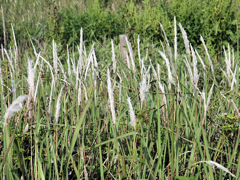 Imperata cylindrica var. koenigii