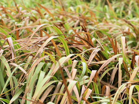 Imperata cylindrica var. koenigii