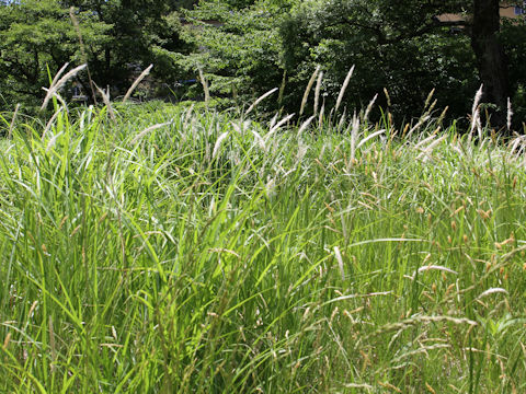 Imperata cylindrica var. koenigii