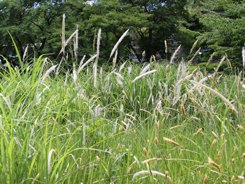 Imperata cylindrica var. koenigii