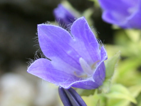 Campanula chamissonis