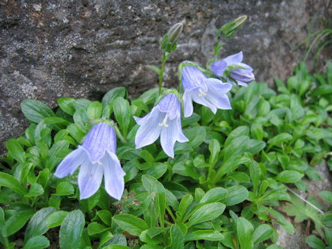 Campanula chamissonis