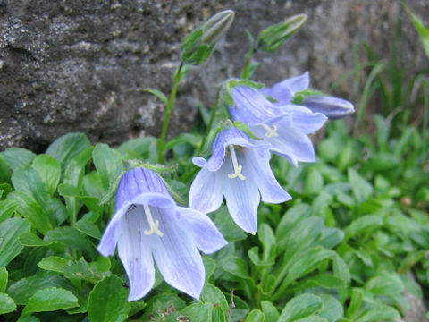 Campanula chamissonis