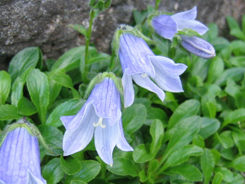 Campanula chamissonis