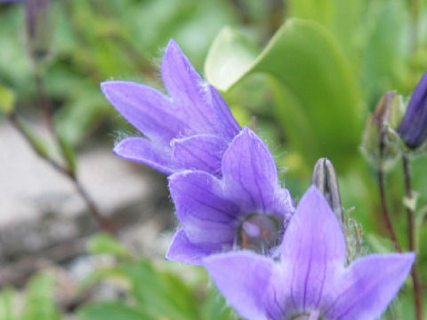 Campanula chamissonis