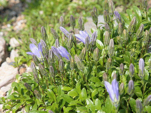 Campanula chamissonis