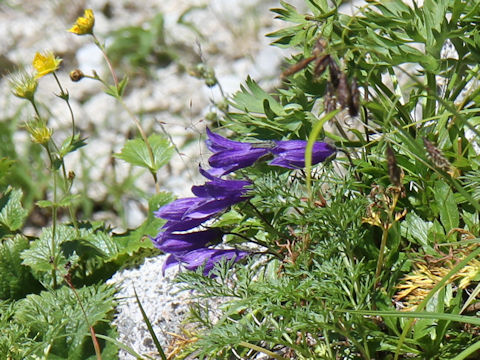 Campanula chamissonis