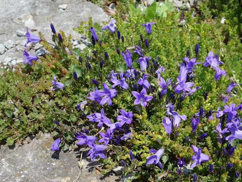 Campanula chamissonis