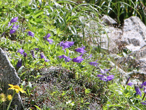 Campanula chamissonis