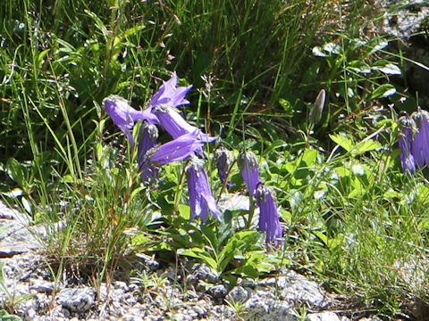 Campanula chamissonis