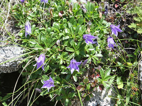 Campanula chamissonis