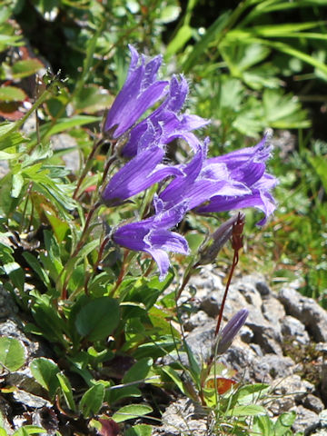 Campanula chamissonis