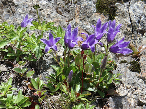 Campanula chamissonis