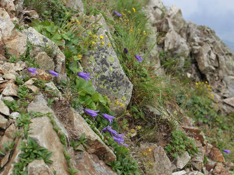 Campanula chamissonis