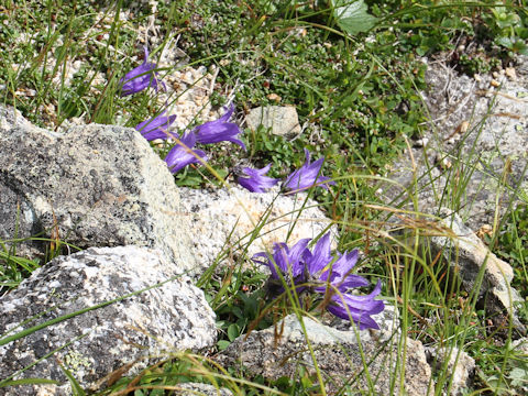 Campanula chamissonis