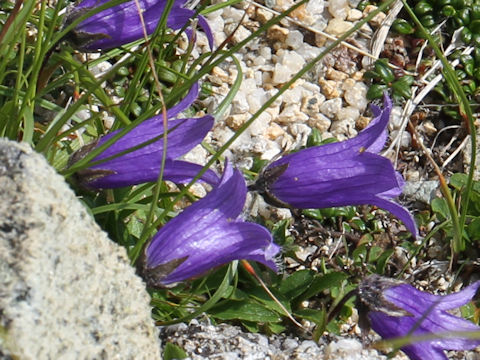 Campanula chamissonis