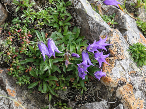 Campanula chamissonis