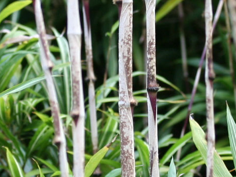 Chimonobambusa marmorea f. variegata