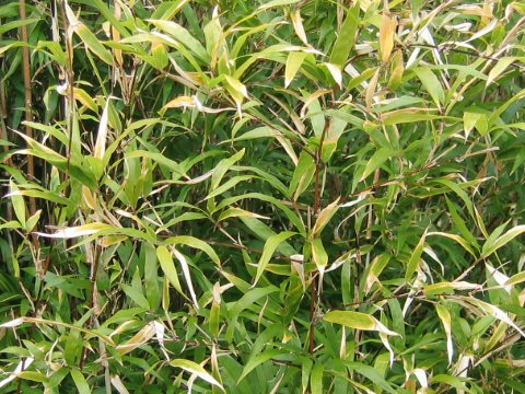 Chimonobambusa marmorea f. variegata