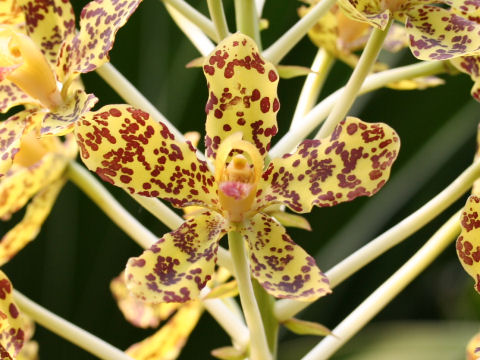 Grammatophyllum scriptum