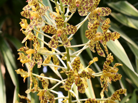 Grammatophyllum scriptum