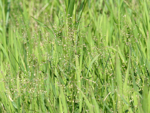 Isachne globosa