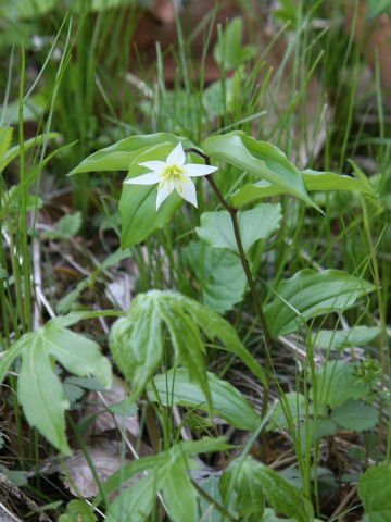 Disporum smilacinum