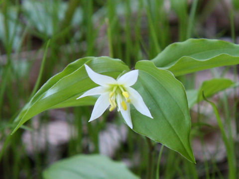 Disporum smilacinum