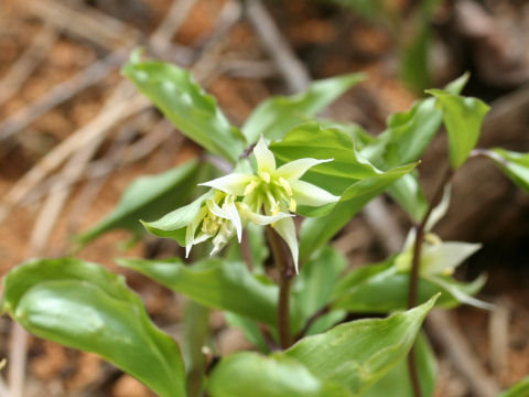 Disporum smilacinum