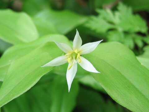 Disporum smilacinum