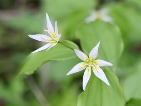 Disporum smilacinum