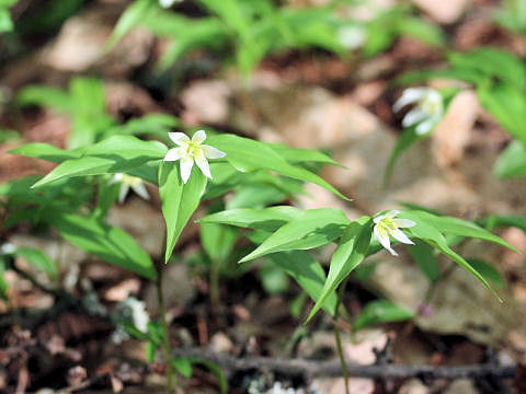 Disporum smilacinum