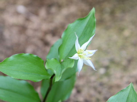 Disporum smilacinum