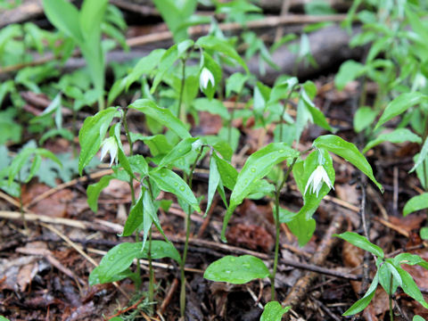 Disporum smilacinum