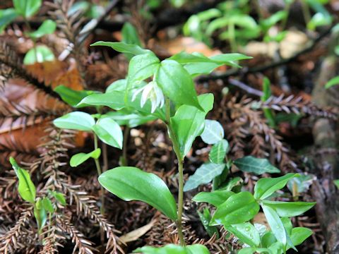 Disporum smilacinum