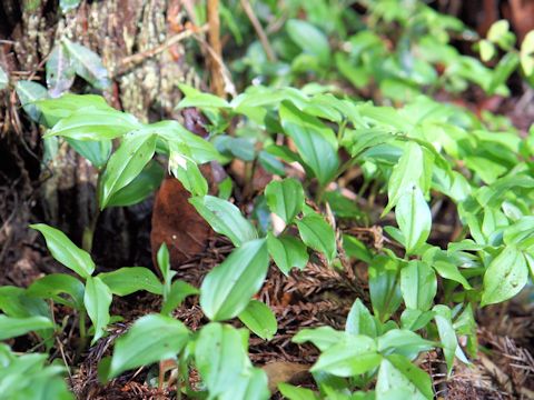 Disporum smilacinum