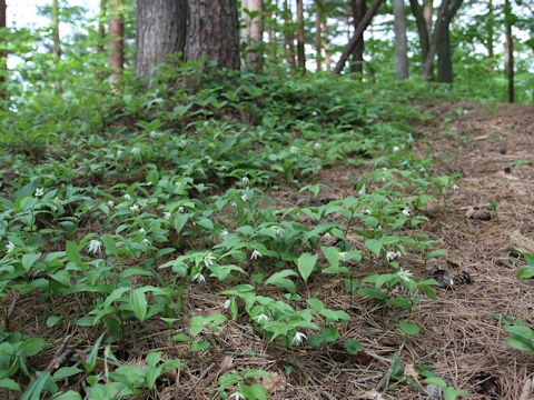 Disporum smilacinum