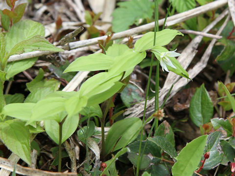 Disporum smilacinum