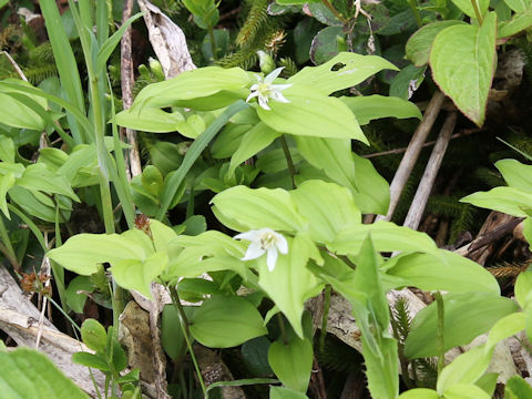 Disporum smilacinum