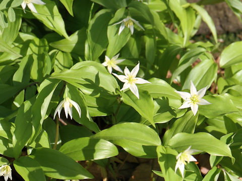 Disporum smilacinum