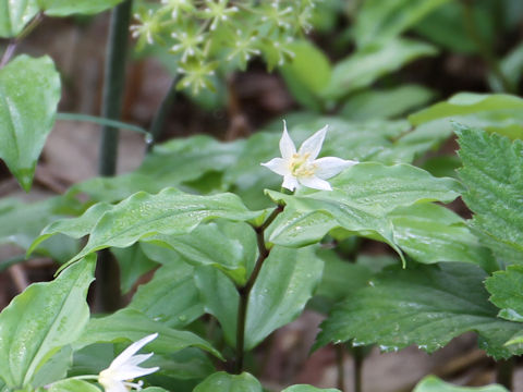 Disporum smilacinum